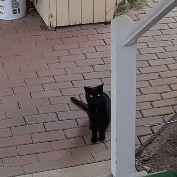 Meet your Posher, Posh - Picture 5 of 16